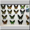 Sentosa-Insel - pr&auml;parierte Schmetterlinge in der Ausstellung im Butterfly Park