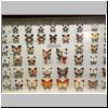 Sentosa-Insel - präparierte Schmetterlinge in der Ausstellung im Butterfly Park