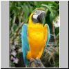 Jurong - Papagei im Jurong Vogelpark