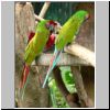 Jurong Bird Bark - Papageien