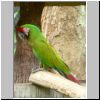 Jurong Bird Bark - ein Papagei