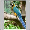 Jurong Bird Bark - ein Papagei