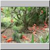 Jurong Bird Bark - rosa Ibisse
