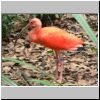 Jurong Bird Bark - ein rosa Ibis
