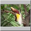 Jurong Bird Bark - ein Paradiesvogel
