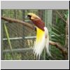 Jurong Bird Bark - ein Paradiesvogel