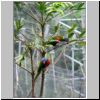 Jurong Bird Bark - Papageien in Lory Loft