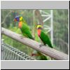 Jurong Bird Bark - Papageien in Lory Loft