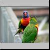 Jurong Bird Bark - Papageien in Lory Loft