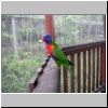 Jurong Bird Bark - ein Papagei in Lory Loft