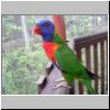 Jurong - Papagei im Jurong Vogelpark