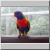 Jurong Bird Bark - ein Papagei in Lory Loft