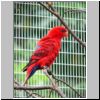 Jurong Bird Bark - ein Papagei in Lory Loft