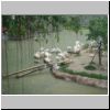 Jurong Bird Bark - Pelican Cove im Regen