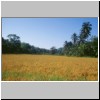 Unterwegs zwischen Colombo und Kurunegala, ein Reisfeld