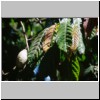 bei Matala - eine Kakao-Pflanze im Gewürz- und Kräutergarten Sirilak