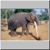 Pinawella - im Elefanten-Weisenhaus