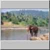 Pinawella - ein Elefant beim Bad im Fluß Maha Oya (Elefanten-Weisenhaus)