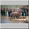 Pinawella - Elefanten beim Bad im Fluß Maha Oya (Elefanten-Weisenhaus)