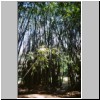 Peradeniya - der botanische Garten, Bambusbäume