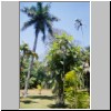 Peradeniya - der botanische Garten, im Palmengarten