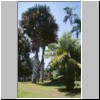 Peradeniya - der botanische Garten, im Palmengarten, Fächerpalmen-Allee (größte Palmenart der Welt)