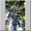 Peradeniya - der botanische Garten, Coco-de-Mar Palme mit den größten Nüssen der Welt