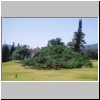 Peradeniya - der botanische Garten,  die weltgrößte Birkenfeige (ficus benjamini) auf einer großen Wiese