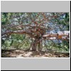 Peradeniya - der botanische Garten, unter der weltgrößten Birkenfeige (ficus benjamini)
