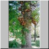 Peradeniya - der botanische Garten, ein Kanonenkugel-Baum mit Früchten (Couroupita guianensis)
