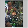 Peradeniya - der botanische Garten, ein Kanonenkugel-Baum - Blüten und Früchte (Couroupita guianensis)