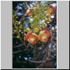 Peradeniya - der botanische Garten, Blüten des Kanonenkugel-Baumes (Couroupita guianensis)
