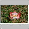 Peradeniya - der botanische Garten, eine Blüte des Kanonenkugel-Baumes (Couroupita guianensis)