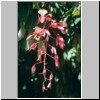 Peradeniya - der botanische Garten, Blüten eines seltenen Baumes (Amherstia nobilis, Königin der blühenden Bäume)