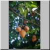 Peradeniya - der botanische Garten, Früchte eines exotischen Baumes ("Butterfrüchte")