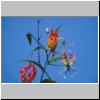 Peradeniya - der botanische Garten, Blüten eines Strauches