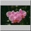 Peradeniya - der botanische Garten, blühende Orchideen im Orchideenhaus