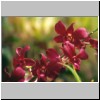 Peradeniya - der botanische Garten, blühende Orchideen im Orchideenhaus