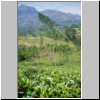 unterwegs von Kandy nach Nuwara Eliya - eine Hochgebirgslandschaft mit Teeplantagen