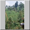 unterwegs von Kandy nach Nuwara Eliya - Teeplantagen in der Nähe der Teefabrik "Glenloch Tea Factory" bei Katukitula