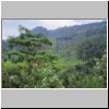 unterwegs von Kandy nach Nuwara Eliya - Teeplantagen in der Nähe der Teefabrik "Glenloch Tea Factory" bei Katukitula