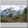 Horton Plains - flechtenbehangene und verkrüppelte Bäume sowie Baumfarnen am Rande des Nationalparks