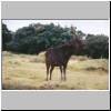 Horton Plains - ein Sambar-Hirsch in der Hochebene
