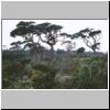 Horton Plains - verkrüppelte Bäume am Rande des Nationalparks