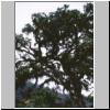 Horton Plains - ein flechtenbehangener und verkrüppelter Baum am Rande des Nationalparks