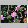 Horton Plains - Blüten eines Strauches