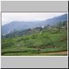 unterwegs zwischen Nuwara Eliya und Ella - Teeplantagen