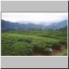unterwegs zwischen Nuwara Eliya und Ella - Teeplantagen und Gebirgslandschaft im morgentlichen Nebel