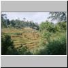 unterwegs zwischen Nuwara Eliya und Ella - terrassenförmige Reisfelder