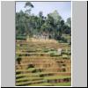unterwegs zwischen Nuwara Eliya und Ella - terrassenförmige Reisfelder